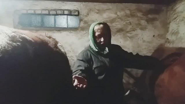 Сколько Раз Доить Корову . 2 раза или 3 раза доим корову . смотреть онлайн