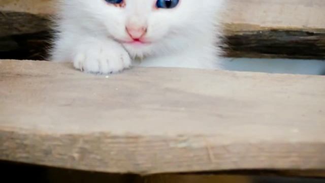 домик для кошки самара смотреть онлайн