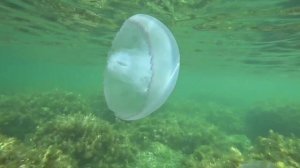 Крым Веселое Подводный мир