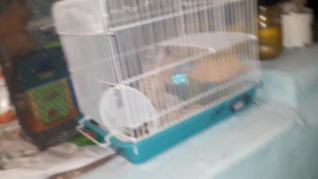 хомяки боятся феерверка смотреть онлайн