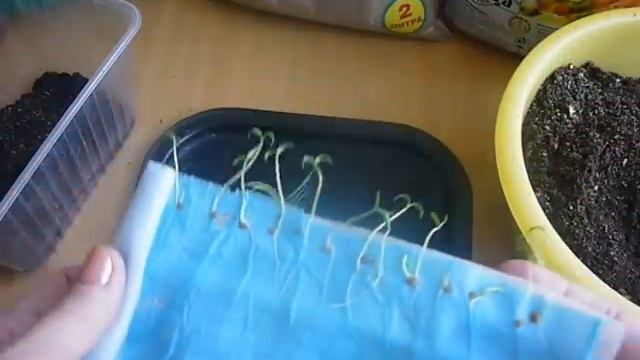 ликбез для начинающих,томаты в улитке,27 02 смотреть онлайн