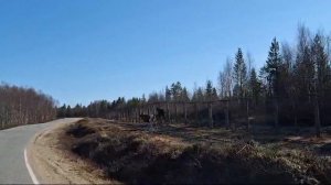 Мурманская обл