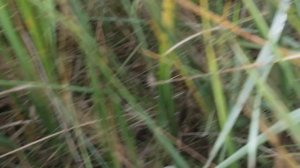 Шикарный гриб-приправа - Чесночник обыкновенный (лат. Mycetinis scorodonius)