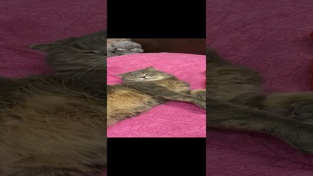 Пуша отдыхает / Pusha is resting