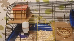 СОДЕРЖАНИЕ СИРИЙСКИХ ХОМЯКОВ