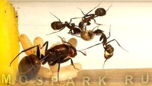 Родился муравей Camponotus Nicobarensis. Развитие начальной колонии.
