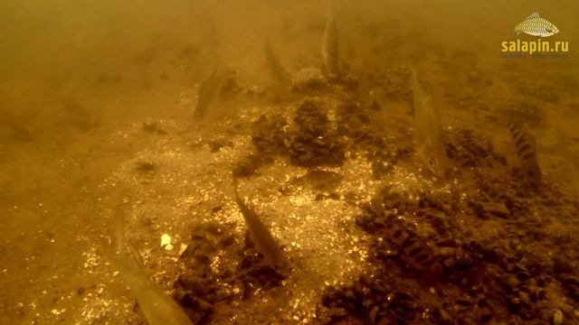 Ловля плотвы на мормышку на течении (подводное видео) [salapinru] смотреть онлайн