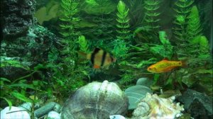 Релакс аквариум. Аквариумные рыбки слушают музыку. Жизнь подводного мира.