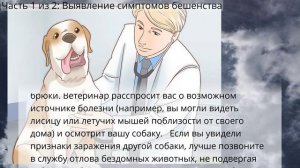 Бешенство у собаки - как распознать и предотвратить