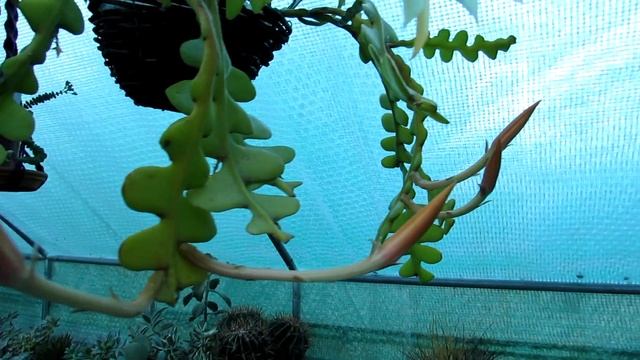 My Zig Zag Epiphytic Cactus in Bloom, Epiphyllum anguliger, Fishbone Cactus смотреть онлайн