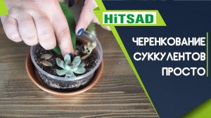 Как черенковать суккуленты  Размножение суккулентов ✔️