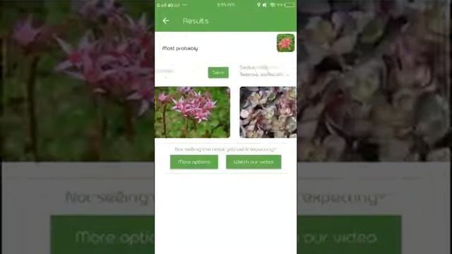 PlantSnap identifies a Two row Stonecrop (Sedum Spurium)