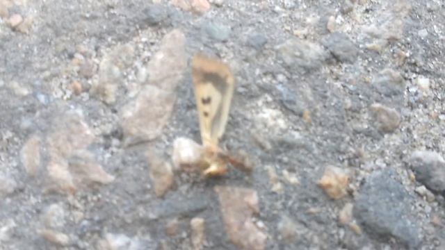 Сила муравья против мотылька 2017  The strength of the ant against the moth смотреть онлайн