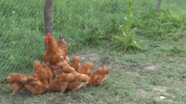 15.06.2017 NEW HAMPSHIRE CHICKEN . Квачка нюхемпшир стандарт. Видео 2 смотреть онлайн