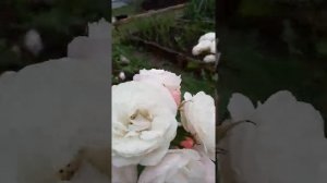 Роза букет Парфе.