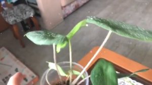 Алоказия Коразон