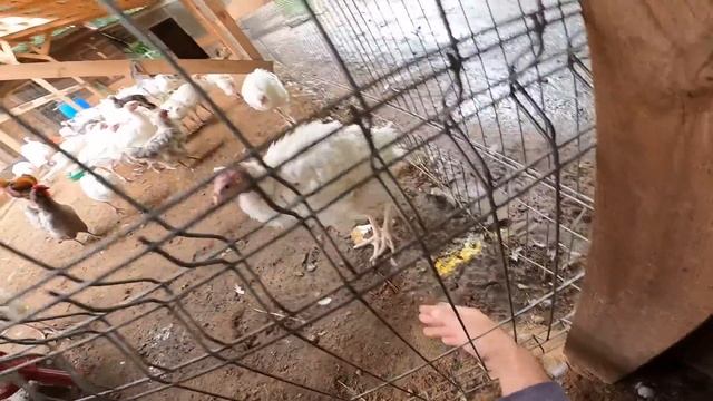 ЛЕЧУ РЫБУ ! РАКОВ НЕТ ?! ЗАБРАЛ СУПЕР ПОСЫЛКУ ! [Жизнь в деревне] смотреть онлайн