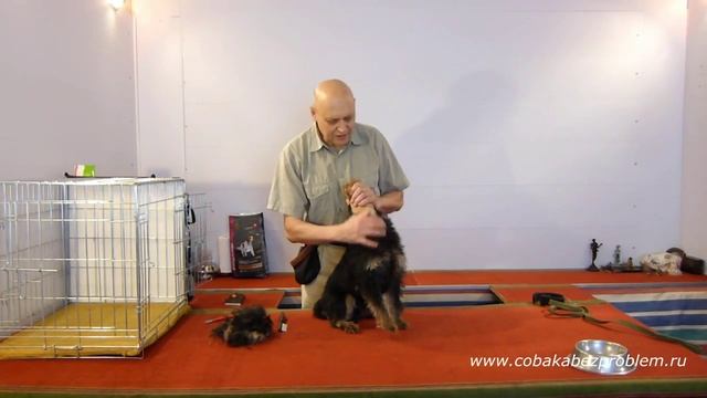 2 Как приучить собаку к триммингу шерсти. Голова, шея, спина