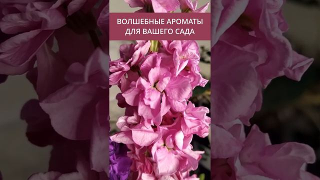 ЦВЕТЫ. ЦВЕТОЧНЫЙ. АРОМАТ.  #цветы #длякрасоты #рассада #длядома #красивыецветы #нежныецветы