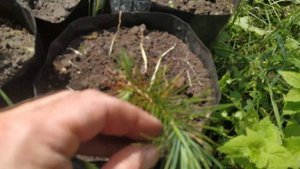 Сосна Жерарда (Pinus gerardiana) 3й год жизни 💪 😍