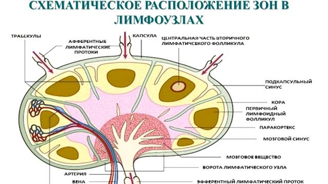Название видеолекции: Строение иммунной системы