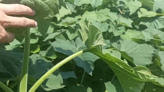 Павловния на севере Краснодарского края. 24.07.2023г. Питомник в селе Шабельское. смотреть онлайн