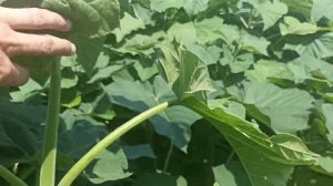 Павловния на севере Краснодарского края. 24.07.2023г. Питомник в селе Шабельское.