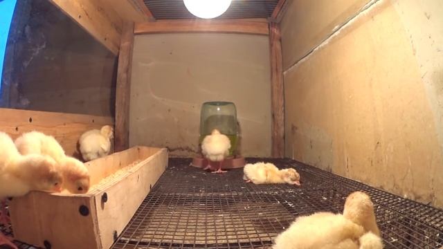 Температурный режим для индюшат смотреть онлайн