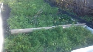 Фацелия , как укрывной материал.