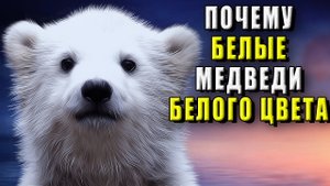 Почему белые медведи белые