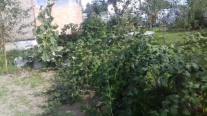 Малина "кумбирленд" размножение осенью ежемалина.