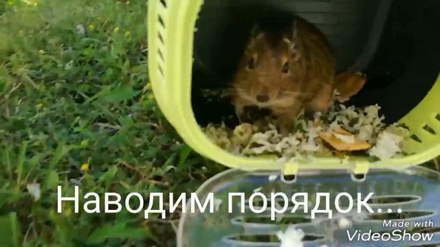 Чей хомяк? Посмотри до конца и узнай чей это хомяк! смотреть онлайн