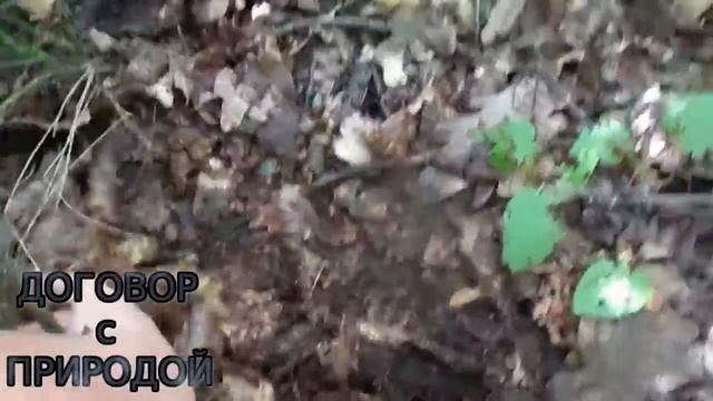 НАКОНЕЦ-ТО БЕЛЫЕ грибы Дубовики Открытия сезона Сезон 2018.