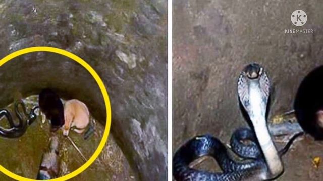 Два щенка уПаЛИ в яму с королевской коброй. Затем произошло невероятное смотреть онлайн