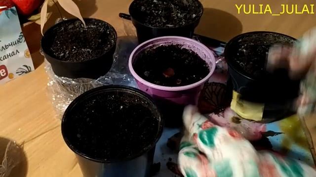 ЛУЧШИЕ советы/Выращивание ЛИЧИ из косточки  в ДОМАШНИХ условиях