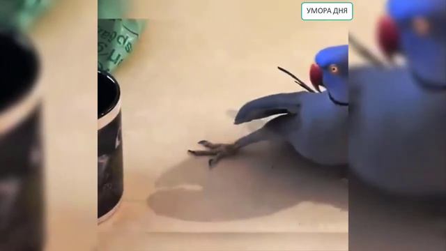 Птицы тоже могут быть хорошими домашними животными Прикольные моменты с пернатыми смотреть онлайн