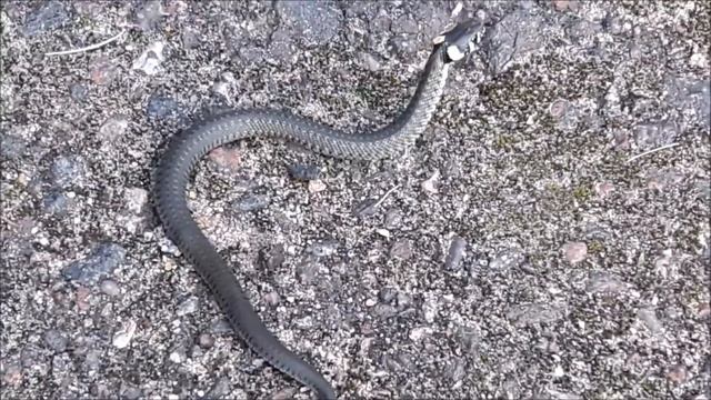 Ситуации из жизни: маленький уж во дворе смотреть онлайн