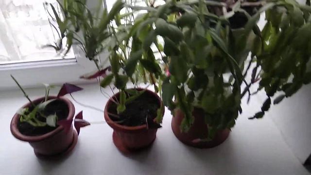 Обзор комнатных цветов в декабре. Результат черенкования пеларгонии. смотреть онлайн