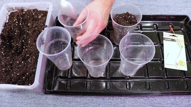 Выращиваем рассаду лука порея по правилам смотреть онлайн