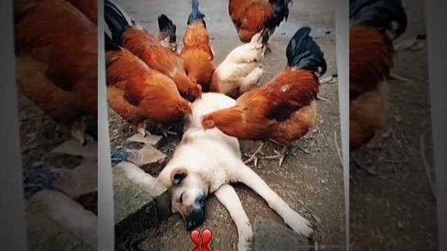 СМОТРИ И СМЕЙСЯ
