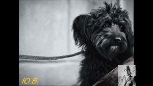 анс. Воркутинцы. Мой славный пёс ( Бродяга пёс).mp4