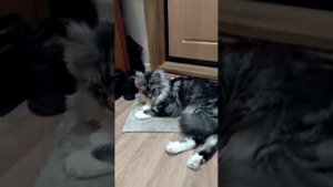 Мейн-кун ИРГУС нахулиганил в туалете, порвав в клочья всю туалетную бумагу.