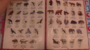 Английский для детей. Дикие животные, wild animals - английский для детей в картинках - видео урок