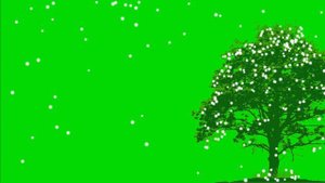 ?ДЕРЕВО В ОГНЯХ. Футаж. Хромакей. Зелёный экран. Chroma Key. Green Screen..mp4