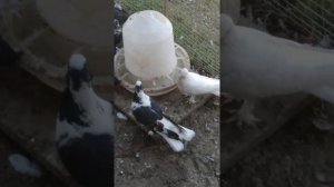 Бакинские широкохвостые голуби. 89634202500