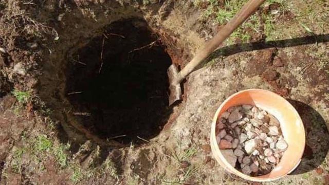 Как правильно посадить грушу весной