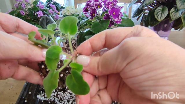 Детки минифиалок, трейлеров и стандартных фиалок отсаживаю от листа смотреть онлайн