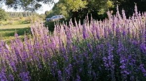 Дербенник иволистный - разгар цветения.