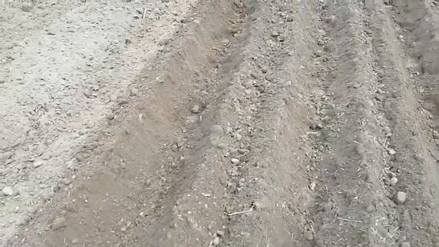 Посадка картофеля под окучник Мотоблоком. Почему я раньше так не делал. смотреть онлайн