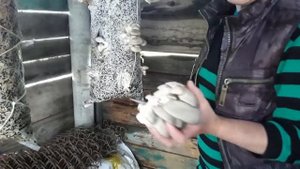 Как выращиваю вешанки.